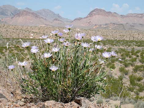 Desert Aster (Xylorhiza tortifolia)