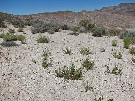 Desert Aster (Xylorhiza tortifolia)