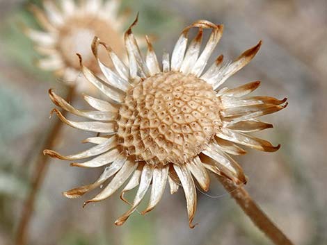 Desert Aster (Xylorhiza tortifolia)