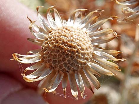 Desert Aster (Xylorhiza tortifolia)