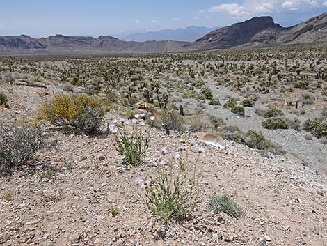 Desert Aster (Xylorhiza tortifolia)