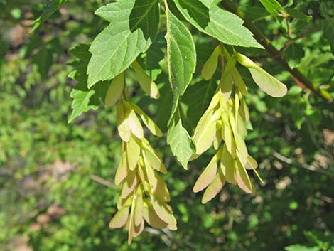 Boxelder (Acer negundo)