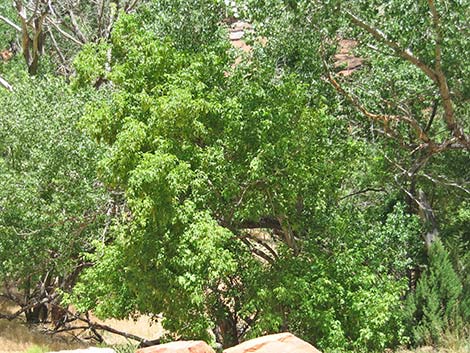 Boxelder (Acer negundo)