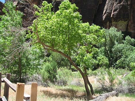 Boxelder (Acer negundo)