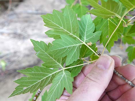 Boxelder (Acer negundo)