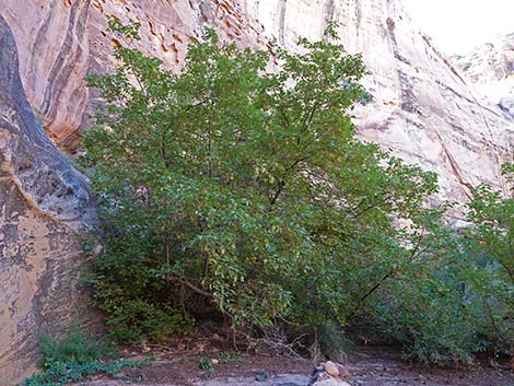 Boxelder (Acer negundo)