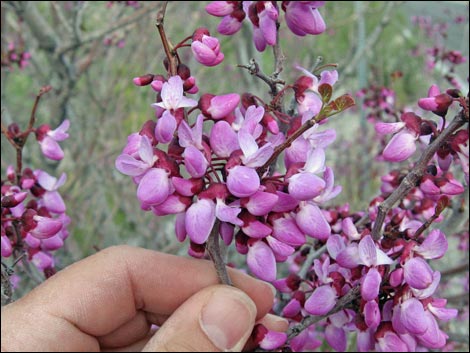 California Redbud (Cercis orbiculata)