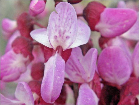 California Redbud (Cercis orbiculata)