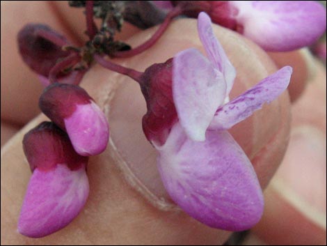 California Redbud (Cercis orbiculata)