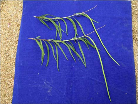 Desert Willow (Chilopsis linearis)