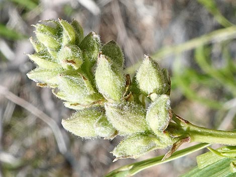 Desert Willow (Chilopsis linearis)