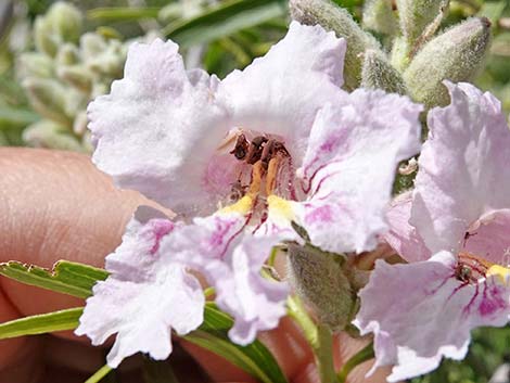 Desert Willow (Chilopsis linearis)