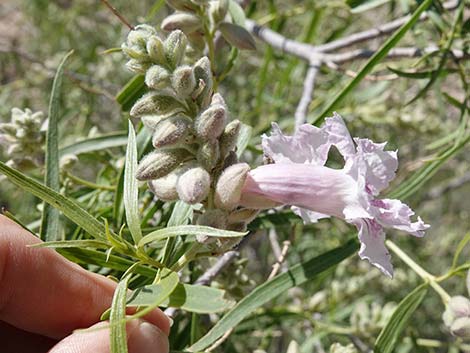 Desert Willow (Chilopsis linearis)