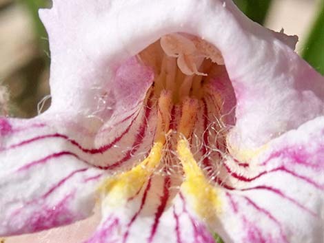 Desert Willow (Chilopsis linearis)