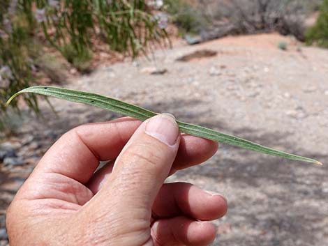 Desert Willow (Chilopsis linearis)