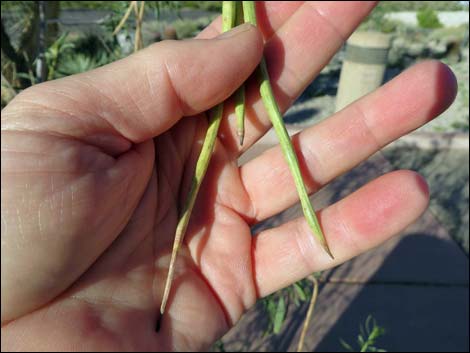 Desert Willow (Chilopsis linearis)