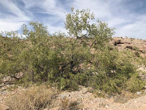 Desert Willow (Chilopsis linearis)