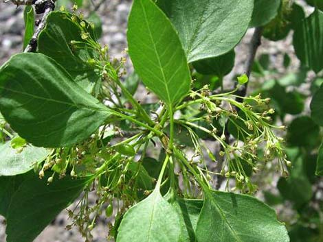 Singleleaf Ash (Fraxinus anomala)