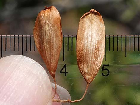 Singleleaf Ash (Fraxinus anomala)