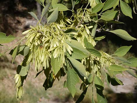 Velvet Ash (Fraxinus velutina)