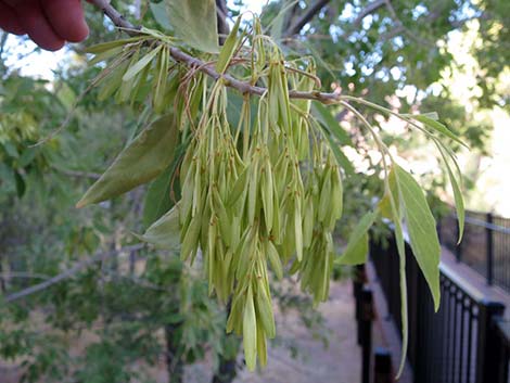 Velvet Ash (Fraxinus velutina)