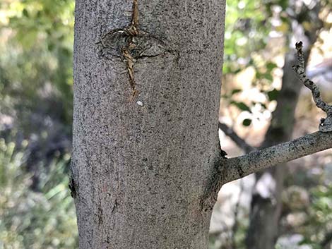 Velvet Ash (Fraxinus velutina)