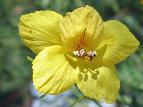 Foothill Paloverde (Cercidium microphyllum)