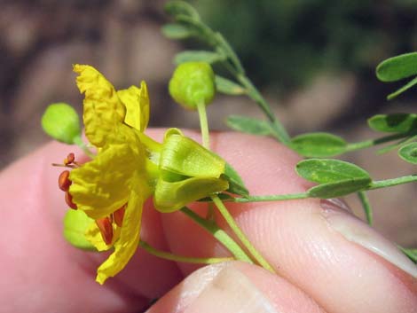 Foothill Paloverde (Cercidium microphyllum)