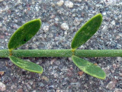 Foothill Paloverde (Cercidium microphyllum)