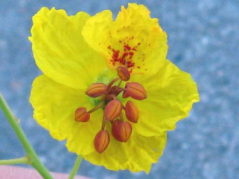 Foothill Paloverde (Cercidium microphyllum)