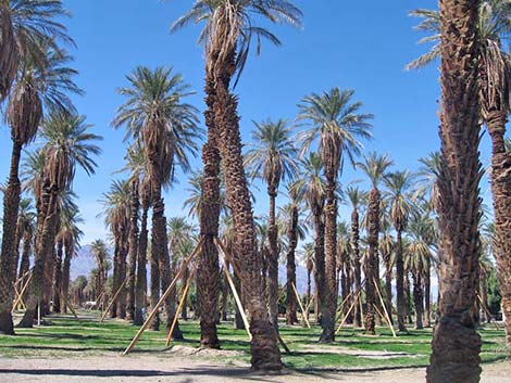 Date Palm (Phoenix dactylifera)