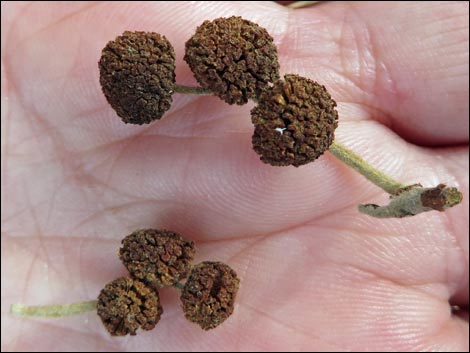 California Sycamore (Platanus racemosa)