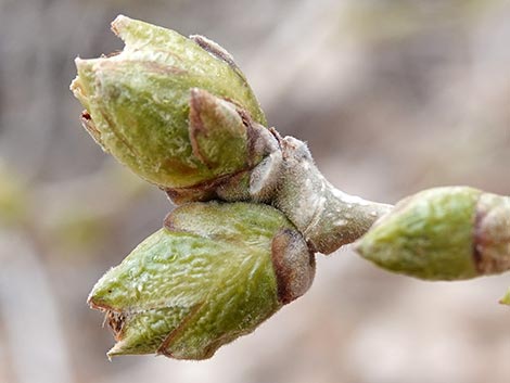 Fremont's Cottonwood (Populus fremontii)