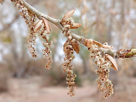 Fremont's Cottonwood (Populus fremontii)