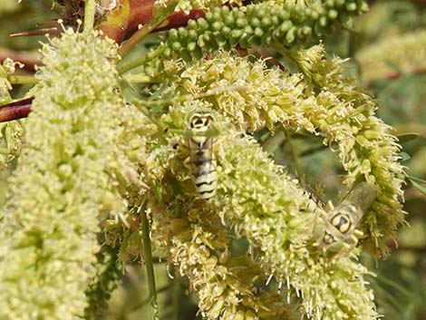 Honey Mesquite (Neltuma glandulosa)