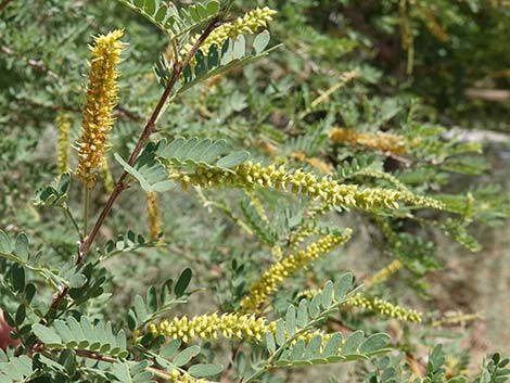 Screwbean Mesquite (Prosopis pubescens)