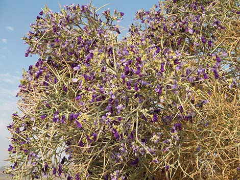 Smoketree (Psorothamnus spinosus)