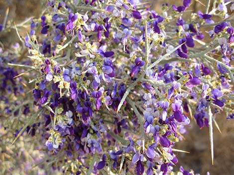 Smoketree (Psorothamnus spinosus)