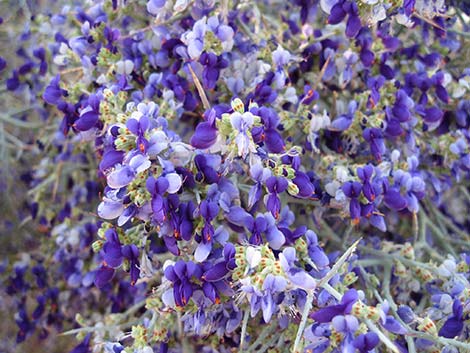 Smoketree (Psorothamnus spinosus)