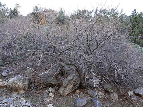 Gambel Oak (Quercus gambelii)