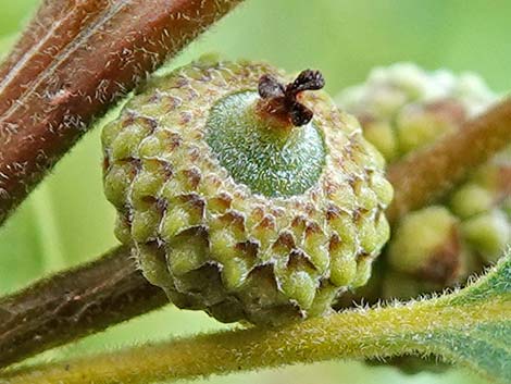 Gambel Oak (Quercus gambelii)