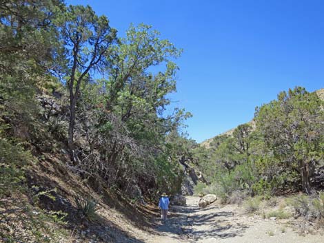 Gambel Oak (Quercus gambelii)