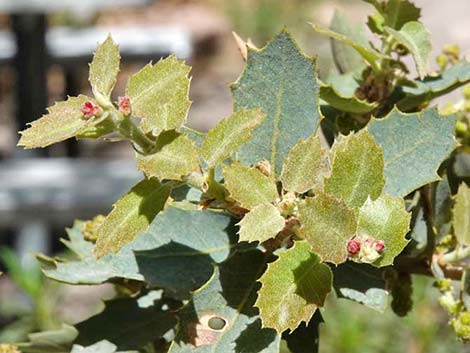 Shrub Live Oak (Quercus turbinella)