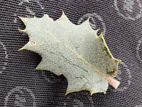 Shrub Live Oak (Quercus turbinella)