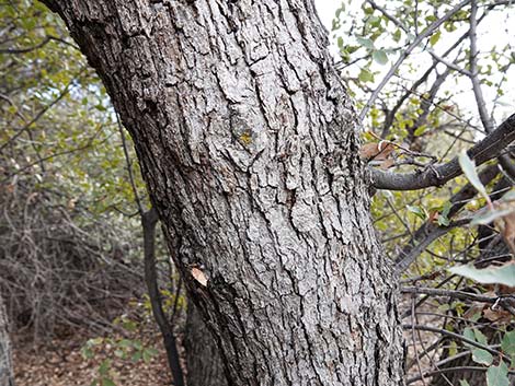 Shrub Live Oak (Quercus turbinella)