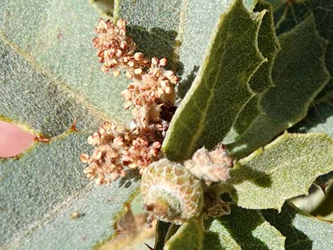 Shrub Live Oak (Quercus turbinella)