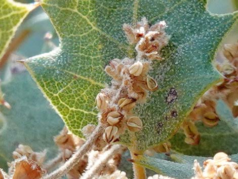 Shrub Live Oak (Quercus turbinella)