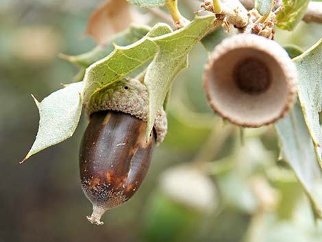 Shrub Live Oak (Quercus turbinella)