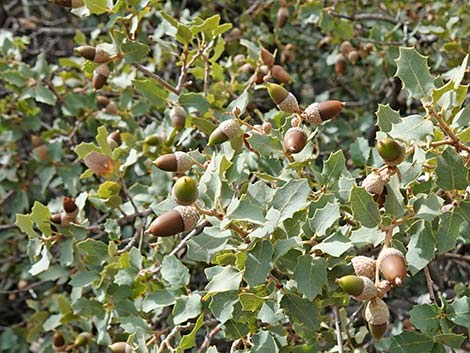 Shrub Live Oak (Quercus turbinella)