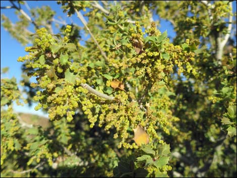 Shrub Live Oak (Quercus turbinella)